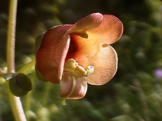 Scrophularia trifoliata / Scrofularia di Sardegna